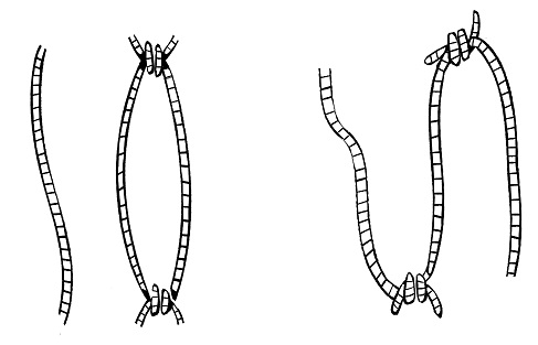 two variants of tying up three ropes